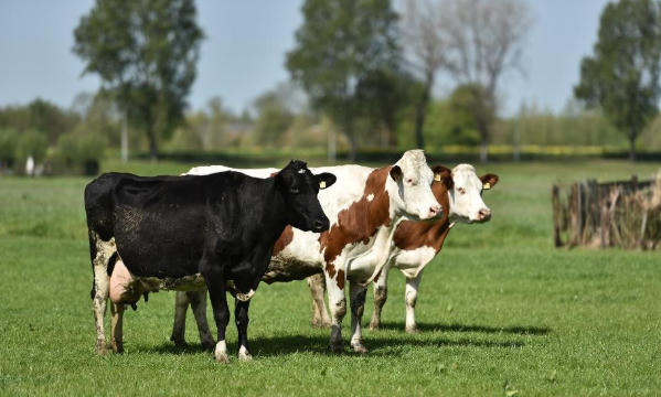 Diện tích mỗi nông trại của nông dân Cô gái Hà Lan bằng 140 sân vận động: Họ đã làm điều đó như thế nào?