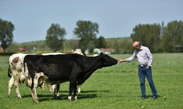 Diện tích mỗi nông trại của nông dân Cô gái Hà Lan bằng 140 sân vận động: Họ đã làm điều đó như thế nào?