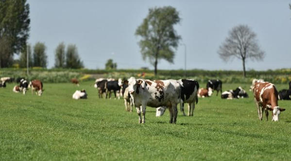 Diện tích mỗi nông trại của nông dân Cô gái Hà Lan bằng 140 sân vận động: Họ đã làm điều đó như thế nào?