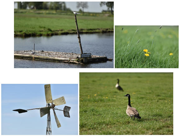 Diện tích mỗi nông trại của nông dân Cô gái Hà Lan bằng 140 sân vận động: Họ đã làm điều đó như thế nào?