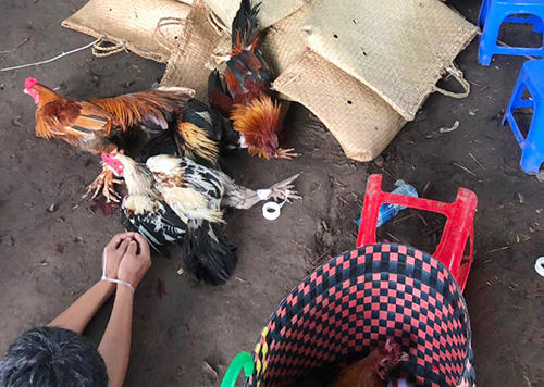 Tang vật trong trường gà. Ảnh: Quốc Thắng.