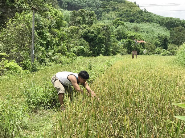 Quảng Ninh: Niềm vui lan tỏa từ những con đường mới ở Hoành Bồ