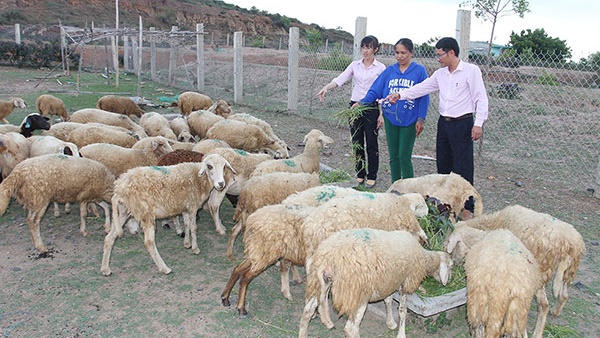 Đồng vốn nhân văn nơi miền cát trắng