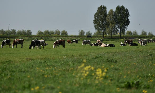 Di sản 145 năm kiến tạo sữa tươi Tiêu Chuẩn Hà Lan