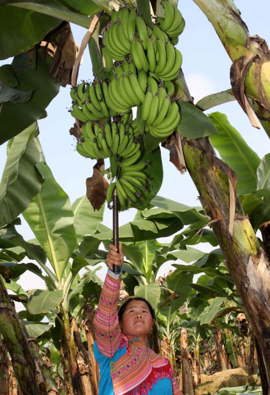 Tiếp thêm động lực cho đồng bào vùng cao Lào Cai làm giàu