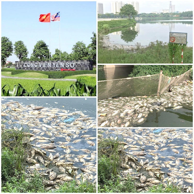 Công viên Yên Sở (Hà Nội): Du khách “tháo chạy” vì cá chết trắng hồ