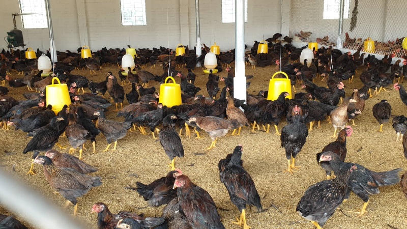 5 năm, hơn 41,6 nghìn hộ ở Yên Bái đã vượt qua ngưỡng nghèo