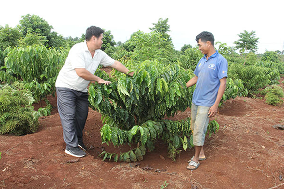 Cho Tây Nguyên thêm xanh