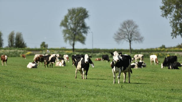 Khám phá 5 đặc quyền chỉ dành cho tín đồ của sữa Organic chuẩn Hà Lan