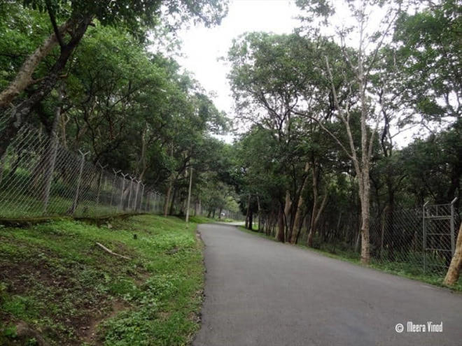 Nỗi lòng của “ông mai” mang “vàng xanh” đàn hương về Việt Nam - Ảnh 2