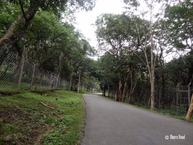 Nỗi lòng của “ông mai” mang “vàng xanh” đàn hương về Việt Nam - Ảnh 2