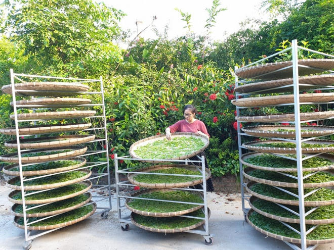 Nỗi lòng của “ông mai” mang “vàng xanh” đàn hương về Việt Nam - Ảnh 3