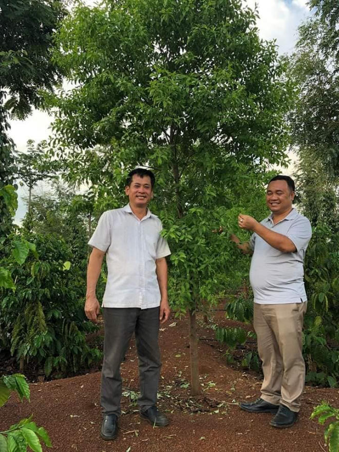 Nỗi lòng của “ông mai” mang “vàng xanh” đàn hương về Việt Nam - Ảnh 5