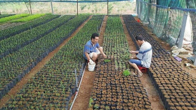 Nỗi lòng của “ông mai” mang “vàng xanh” đàn hương về Việt Nam - Ảnh 7