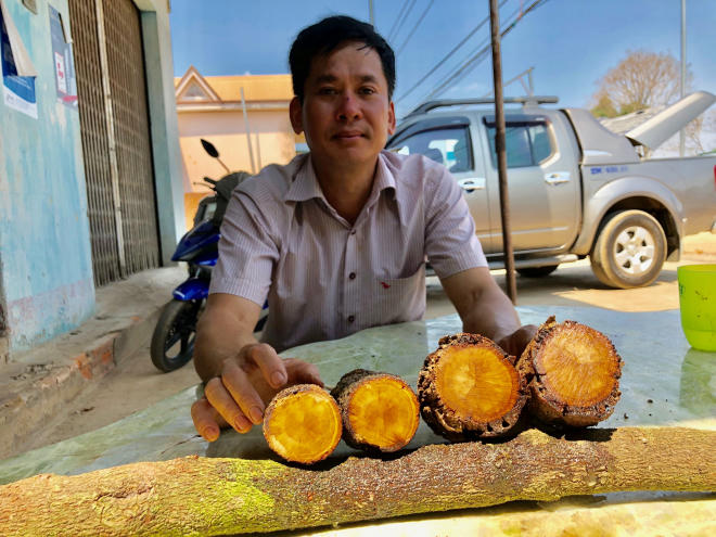 “Vườn cây có lõi đầu tiên” và hành trình lên Tây Nguyên của cây đàn hương - Ảnh 2