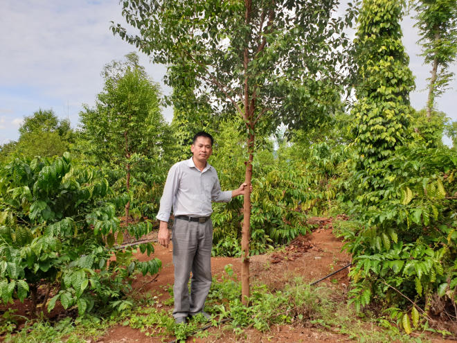 “Vườn cây có lõi đầu tiên” và hành trình lên Tây Nguyên của cây đàn hương - Ảnh 1
