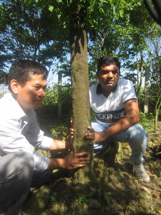 “Vườn cây có lõi đầu tiên” và hành trình lên Tây Nguyên của cây đàn hương - Ảnh 3