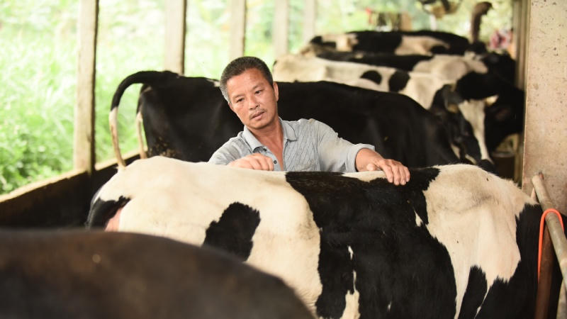 Độ an toàn của sữa tươi Cô Gái Hà Lan tăng từ 10 lên 11 lần so với chuẩn Việt Nam