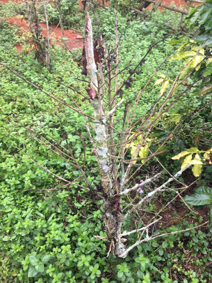 Vụ kiện “trái đắng” cà phê Thái Hòa - Mường Ảng