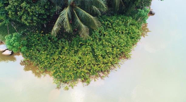 Mảng xanh đắt giá của biệt thự đảo Ecopark Grand - The Island