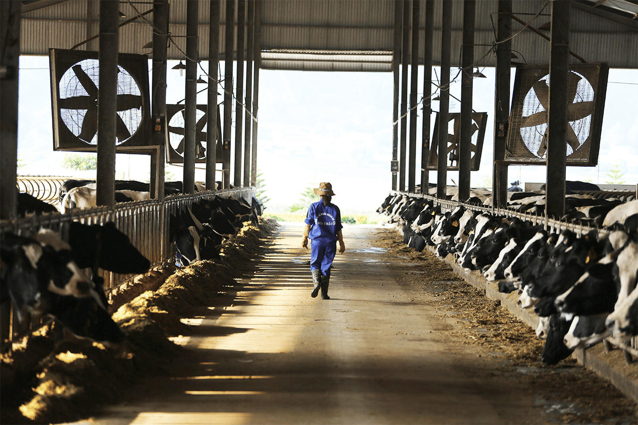 Mộc Châu Milk: Phát triển bền vững nhờ chuỗi sản xuất kinh doanh khép kín