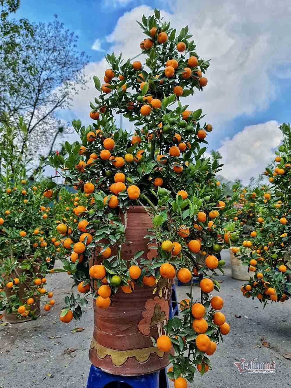 Chờ 30 Tết mua cây cảnh, dân Hà thành xuống tiền không mặc cả