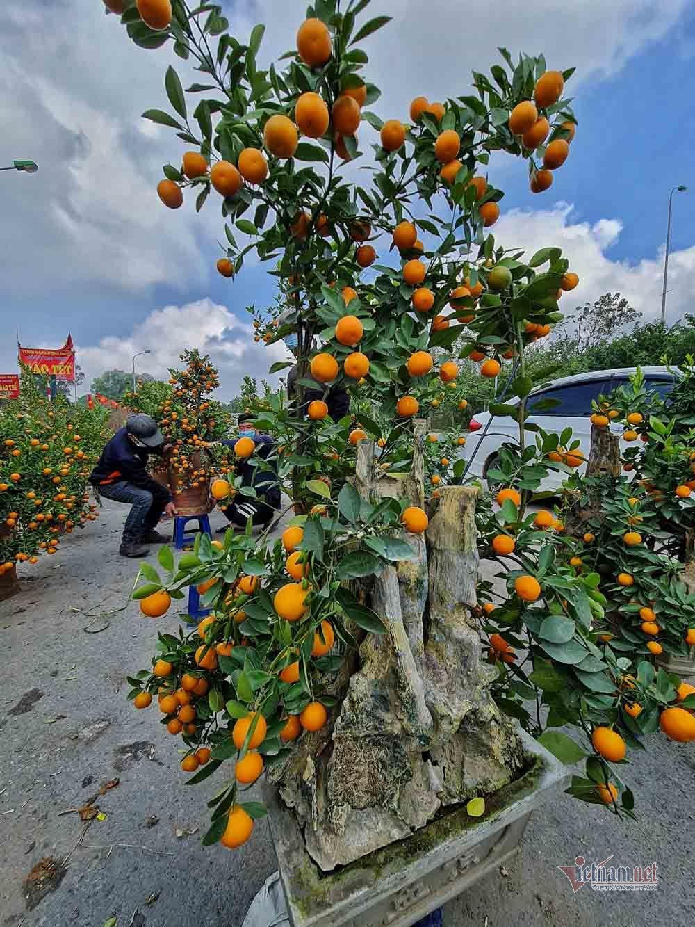 Chờ 30 Tết mua cây cảnh, dân Hà thành xuống tiền không mặc cả