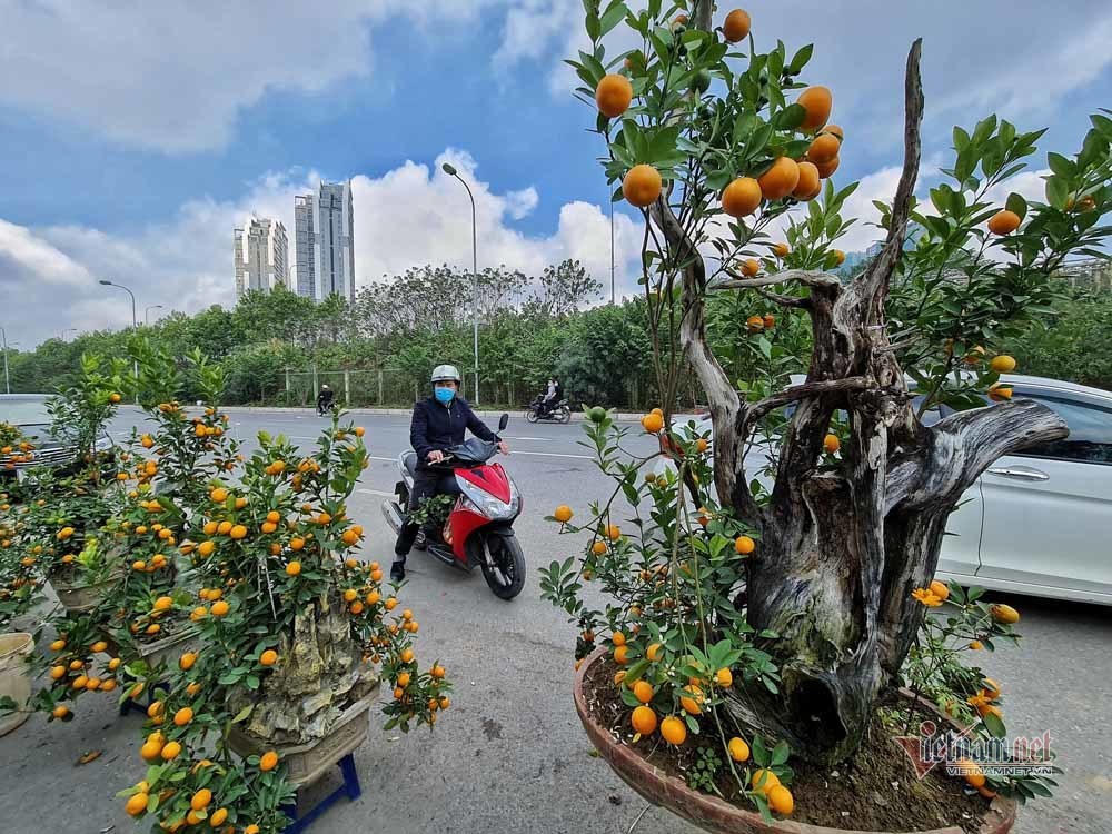 Chờ 30 Tết mua cây cảnh, dân Hà thành xuống tiền không mặc cả