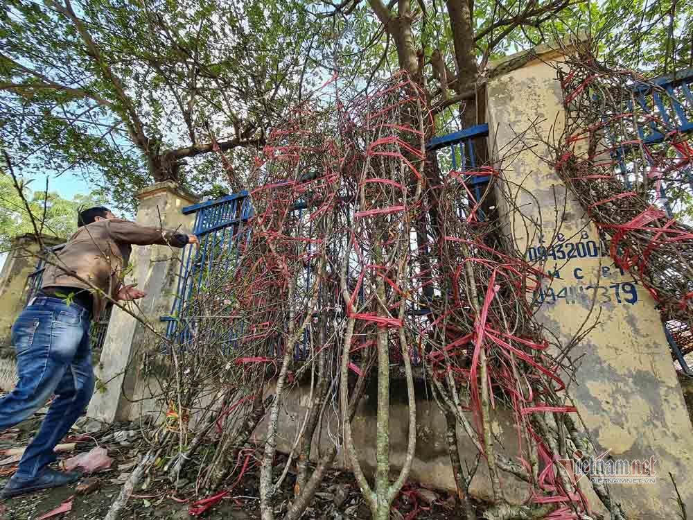 Chờ 30 Tết mua cây cảnh, dân Hà thành xuống tiền không mặc cả