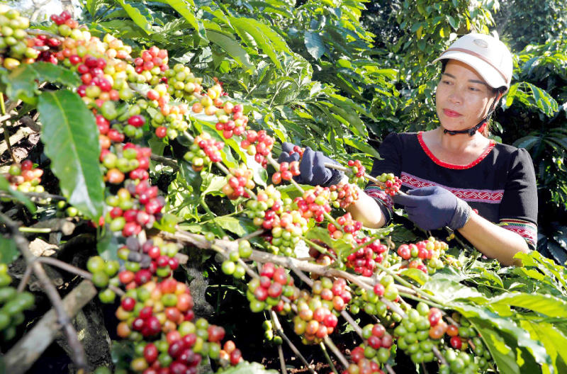 Bước tiến tín dụng chính sách ở Đắk Lắk