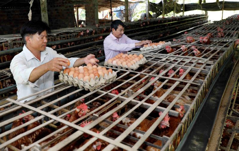 Vốn chính sách góp phần xây dựng Quảng Nam