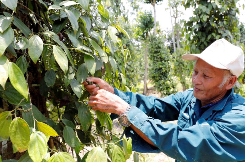 Vốn chính sách góp phần xây dựng Quảng Nam