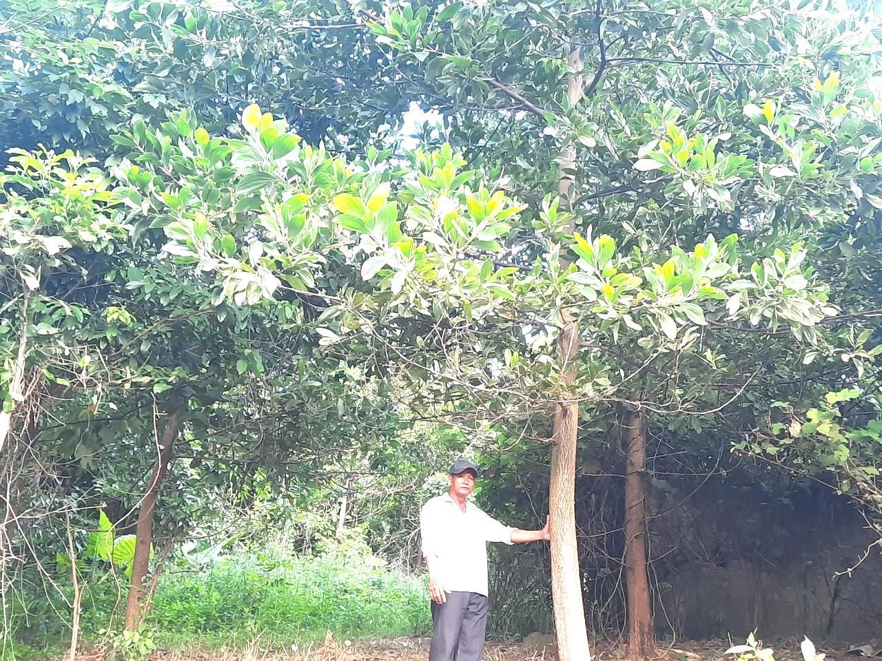 Bất thường tại dự án điện gió Amaccao: Lấy gần 10ha đất mà không phải bồi thường 1 xu
