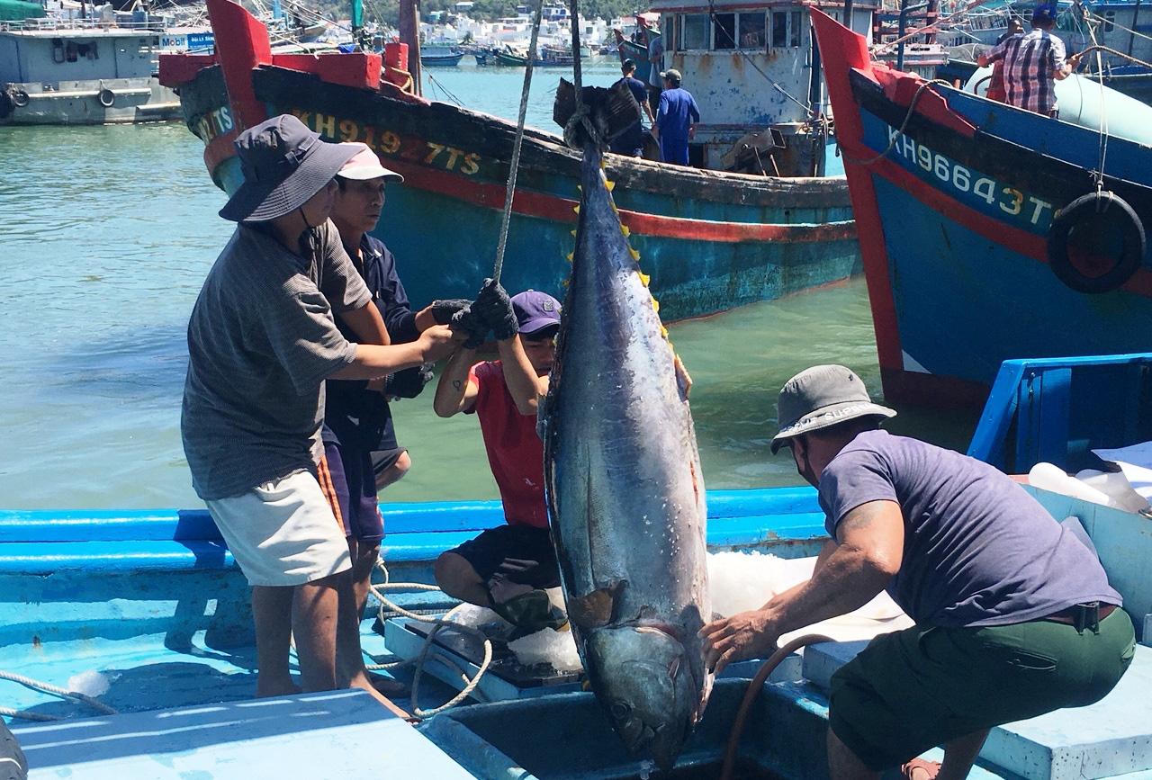 Sau nhiều ngày nằm bờ, ngư dân hào hứng vươn khơi