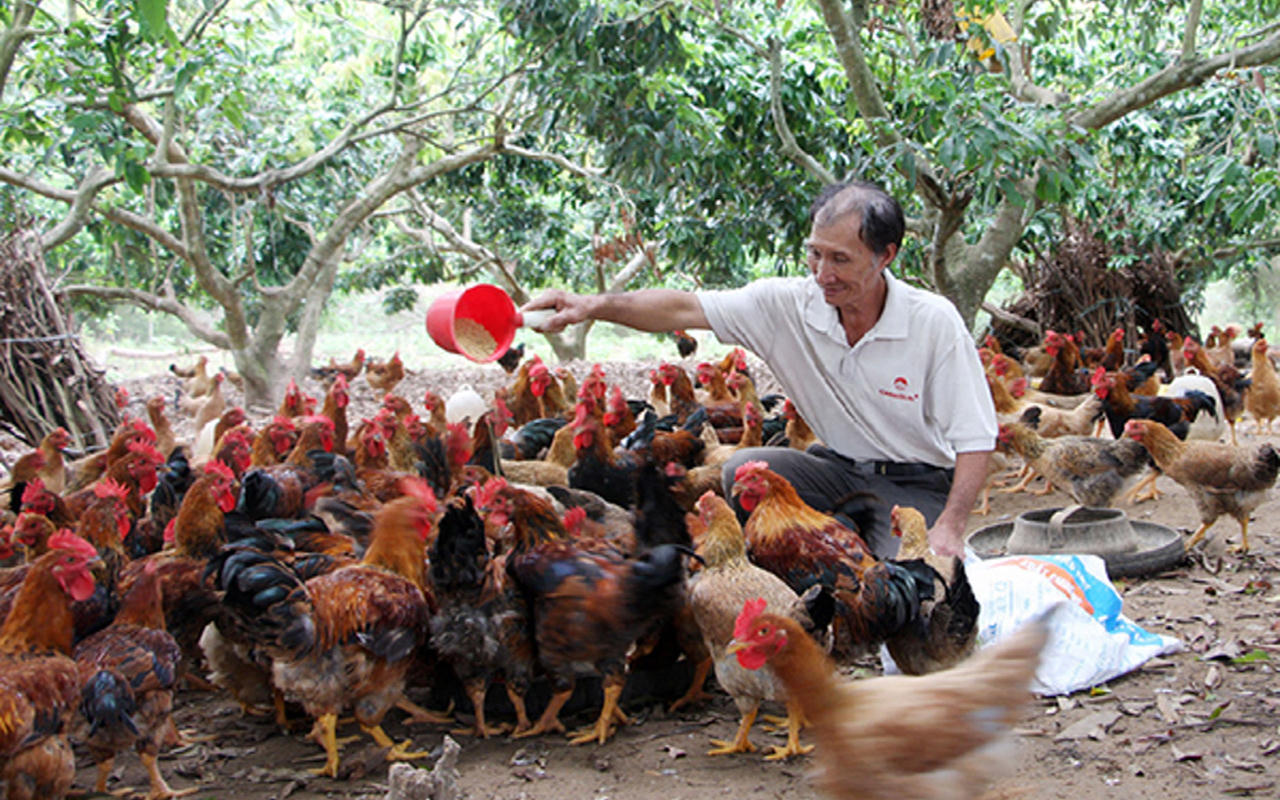 Tín dụng chính sách tiếp sức miền trung du Bắc Giang khôi phục, phát triển sản xuất