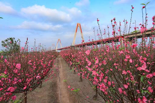 Có một Hà Nội 12 mùa hoa