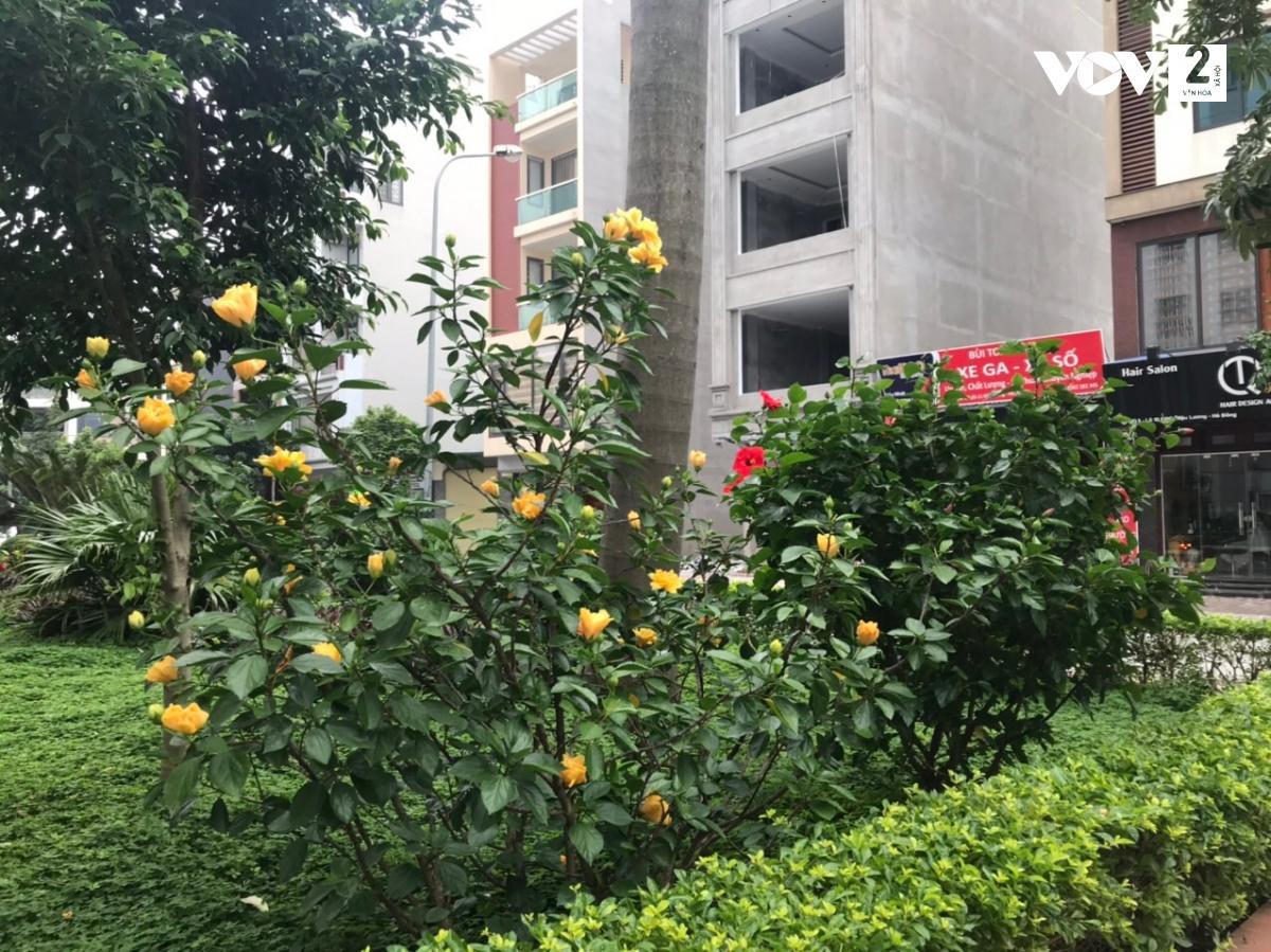 Người phụ nữ dọn “núi” rác, làm đường hoa