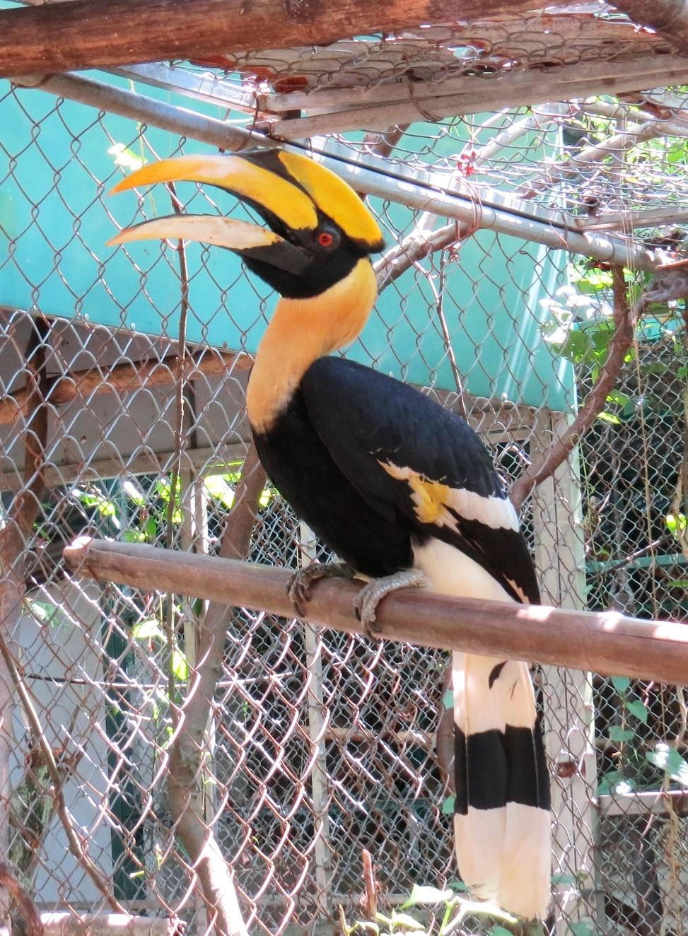 Vườn Quốc gia Phong Nha - Kẻ Bàng tiếp nhận 3 cá thể hồng hoàng