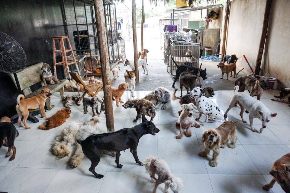 Cặp vợ chồng dành trọn tình yêu cho chó, mèo