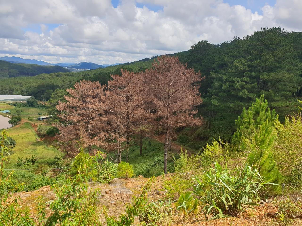 Lâm Đồng: Rừng Lạc Dương kêu cứu