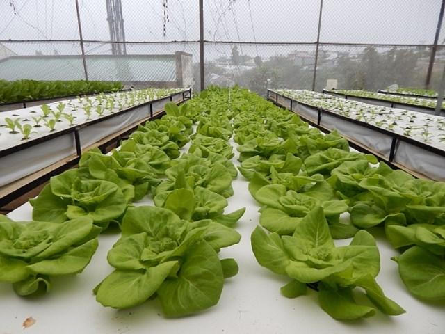 Vai trò của doanh nghiệp đầu tư vào sản xuất nông nghiệp công nghệ cao