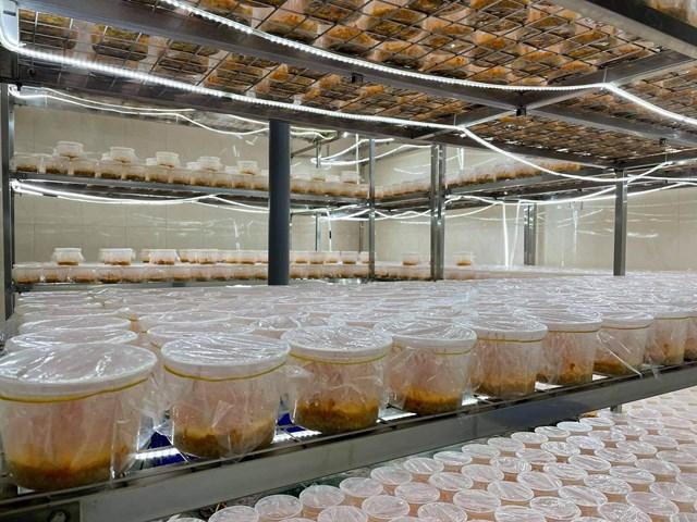 Nấm Thuần Việt: Bí quyết vàng khơi nguồn sức khỏe