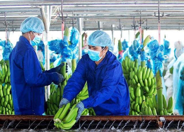 Luật sư nhận định gì về việc HAG đứng trước nguy cơ bị hủy niêm yết?