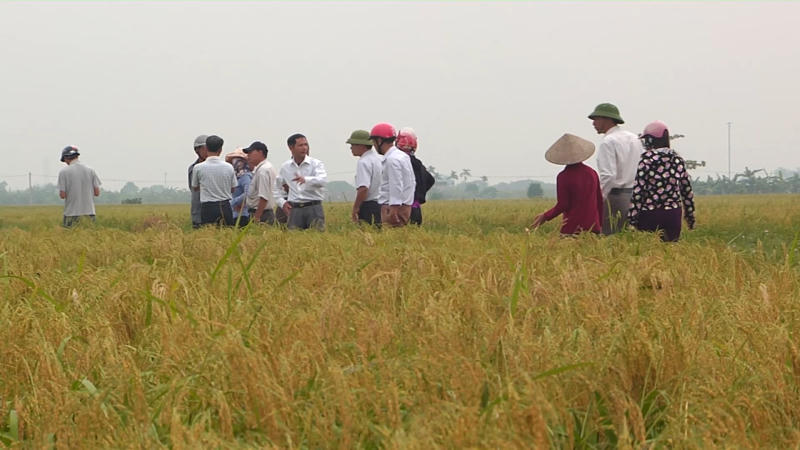 Vị Tiến sĩ 'hồi sinh' đặc sản nông nghiệp nổi tiếng Hải Phòng