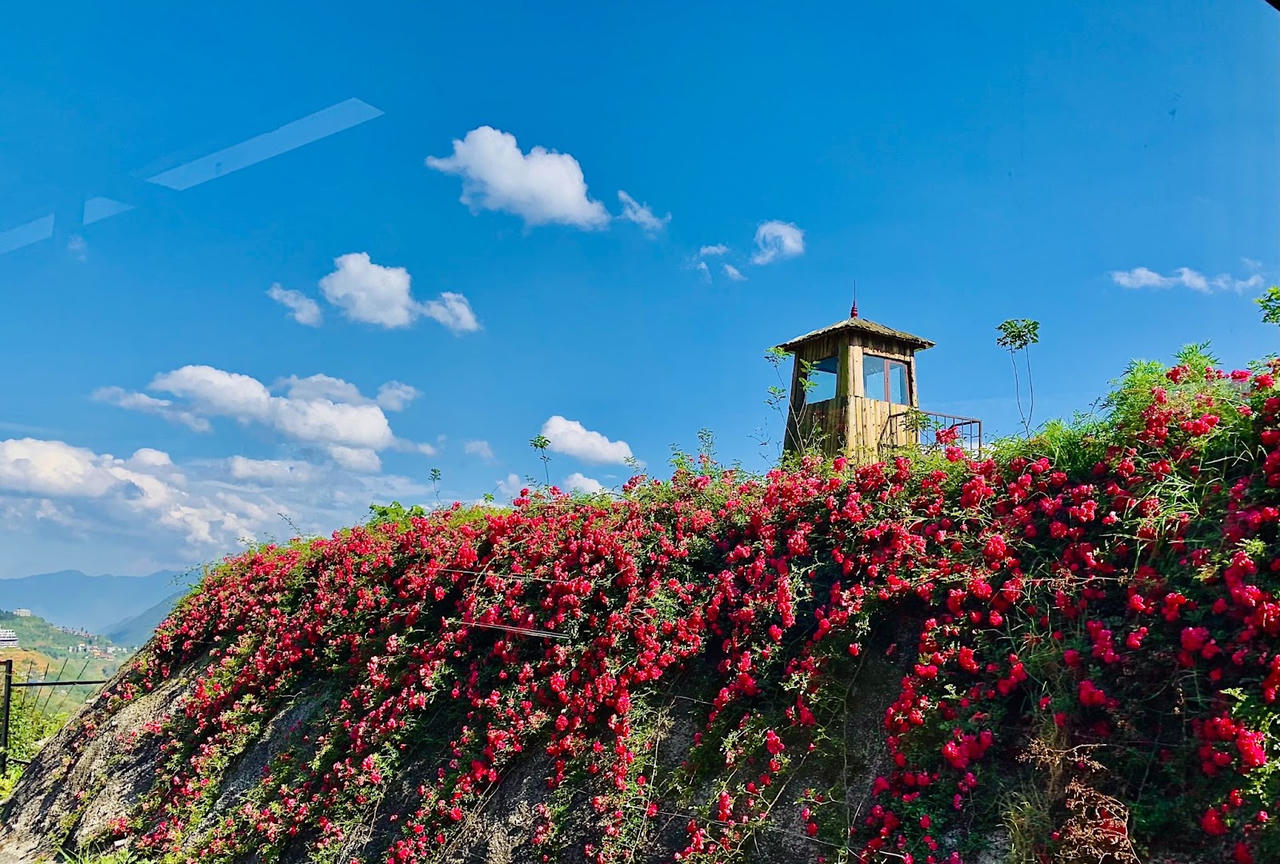 Những đóa hoa dơn thóc nở trong sương gió