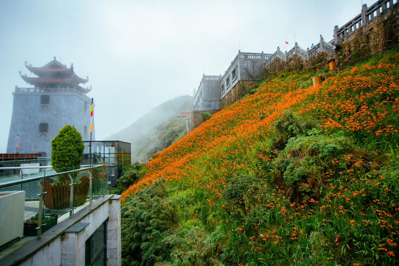 Những đóa hoa dơn thóc nở trong sương gió