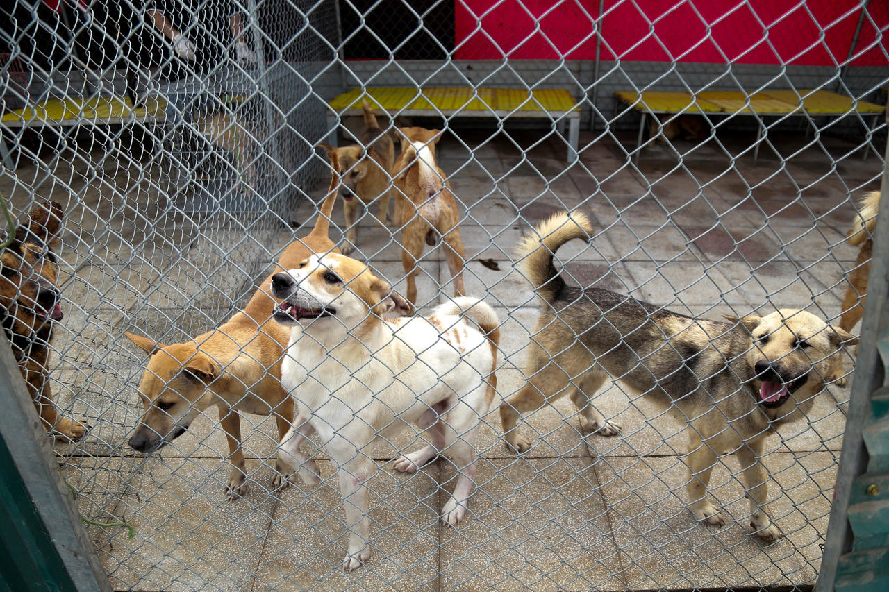 Sân nhà nhiều chó - nơi cưu mang chó, mèo bị bỏ rơi