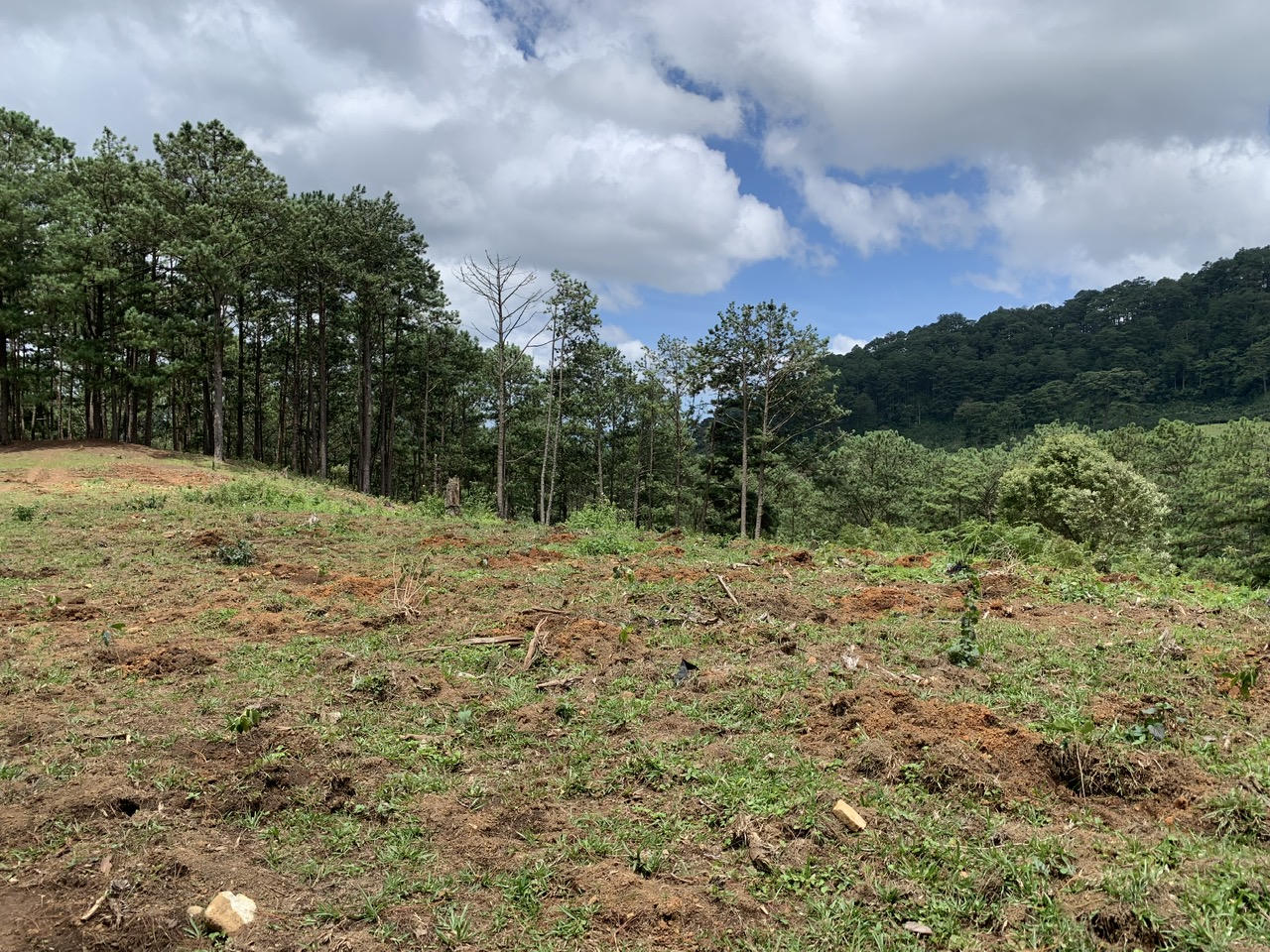  Nhức nhối vấn nạn phá rừng thông tại Lạc Dương