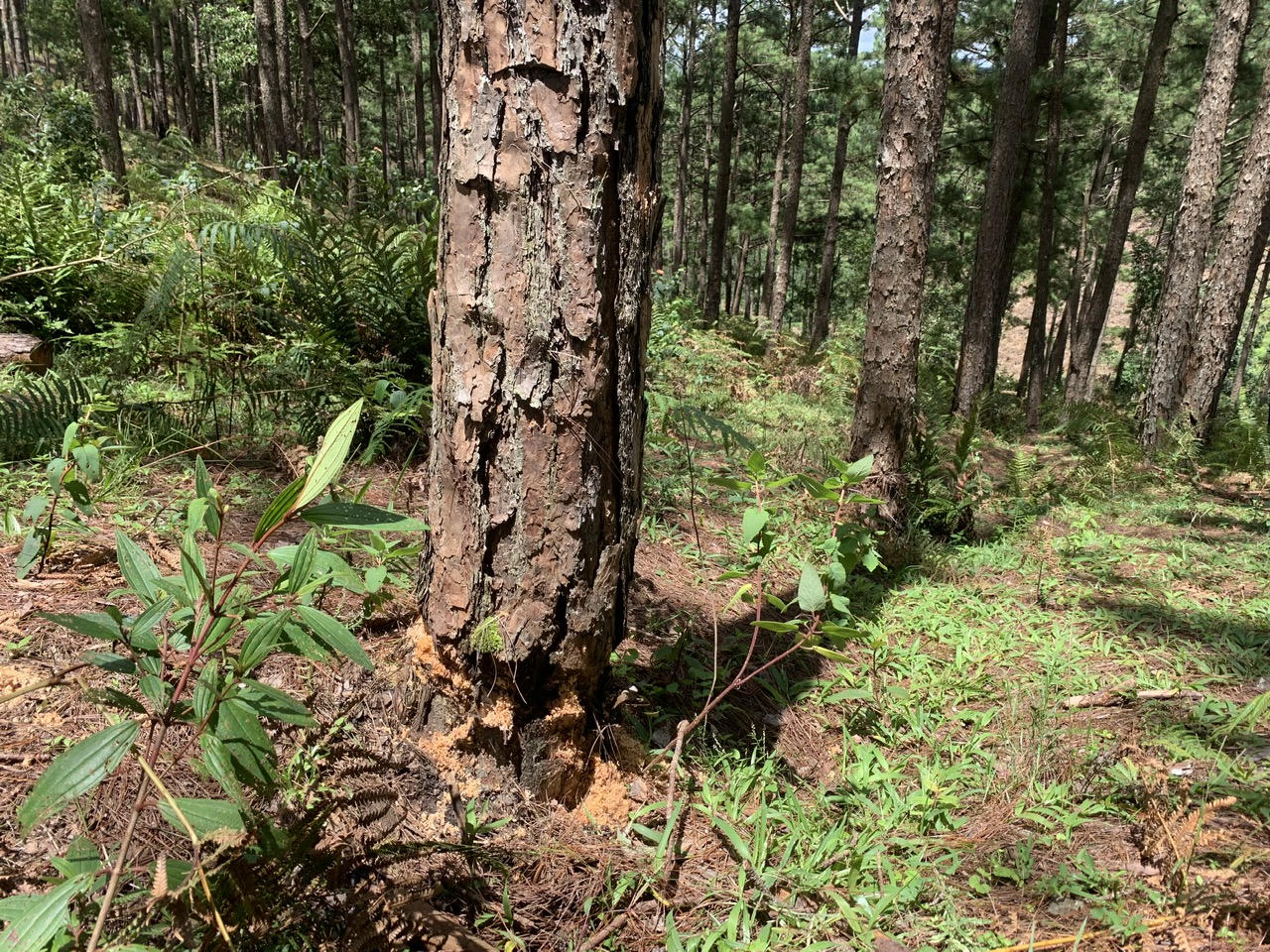  Nhức nhối vấn nạn phá rừng thông tại Lạc Dương