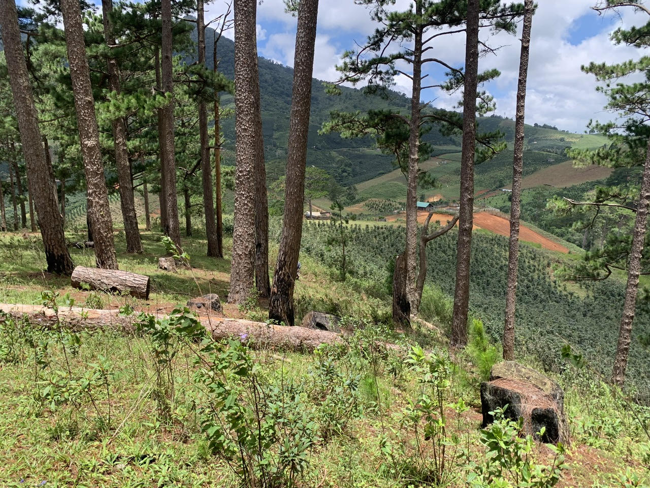  Nhức nhối vấn nạn phá rừng thông tại Lạc Dương